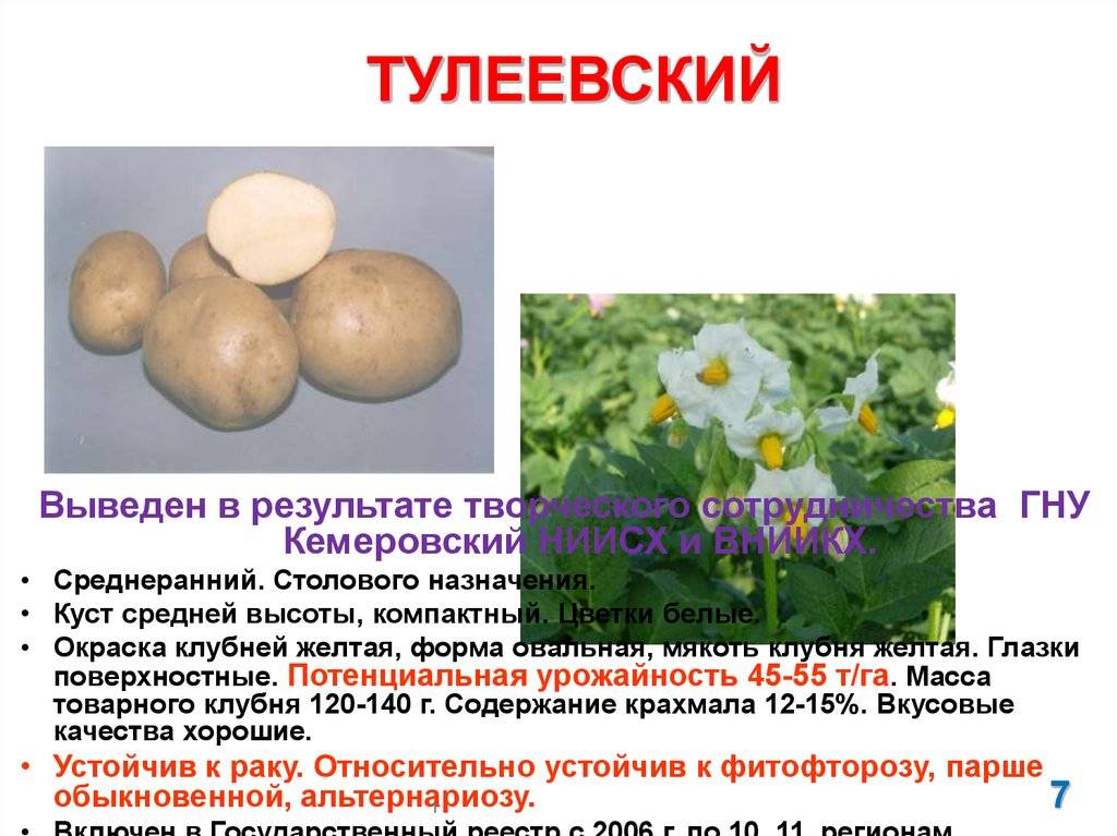 Картофель тулеевский: описание и характеристика, отзывы о сорте