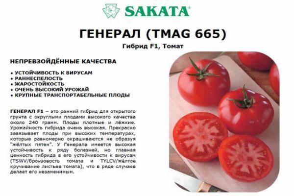 Тмаг 666 f1 семена томата детерминантного (sakata / саката)