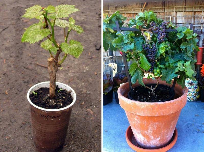 Выращивание винограда из косточки в домашних условиях