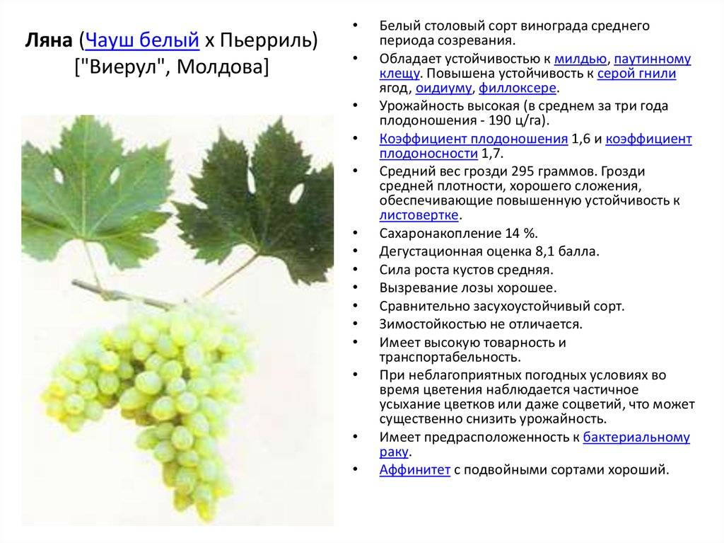 Виноград сорта молдова: вредители, полив, размножение и посадка, видео
