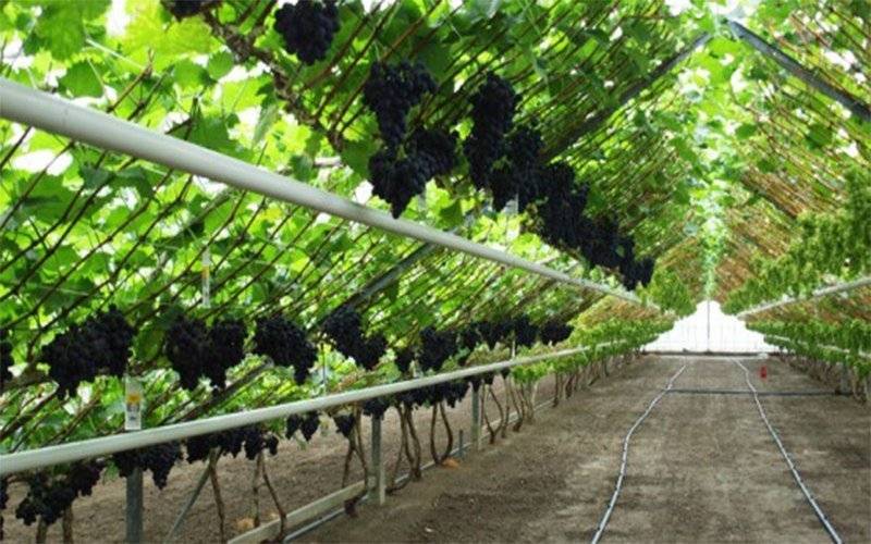Виноград в подмосковье выращивание без теплицы, для начинающих