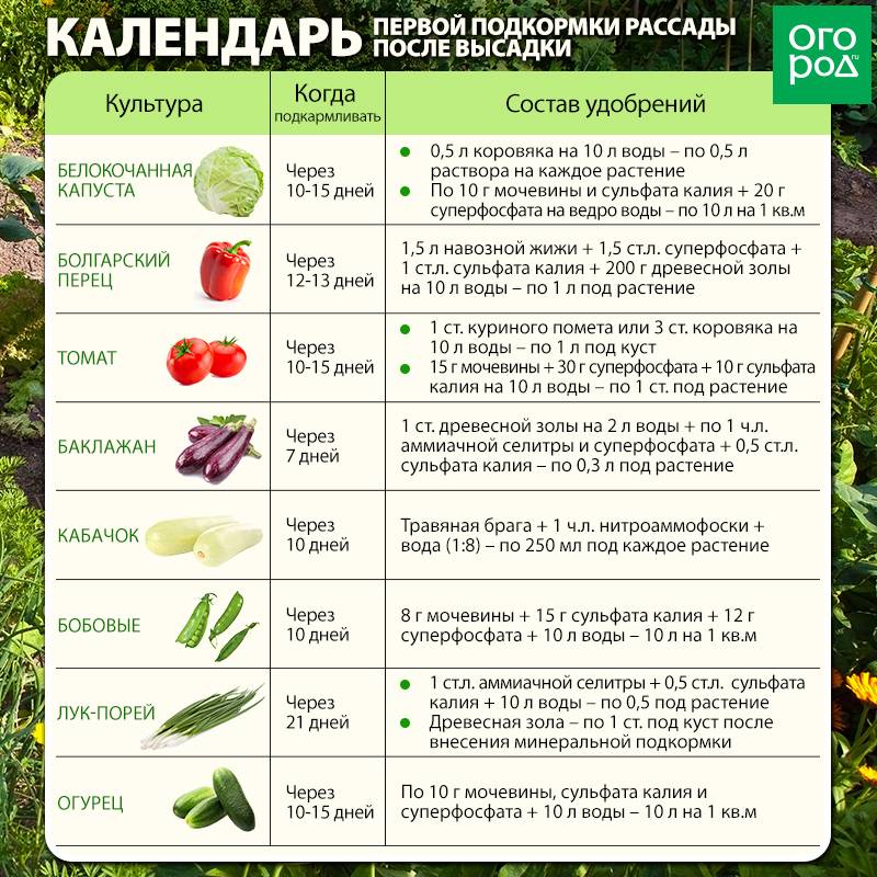 Щавель — особенности выращивания и лучшие сорта витаминной зелени
