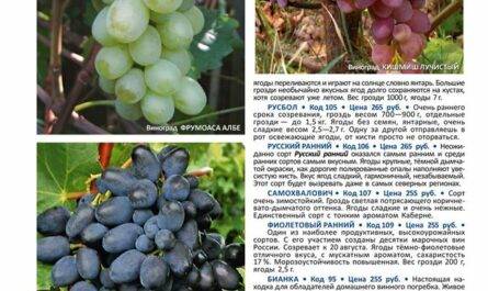 Виноград долгожданный: описание сорта, отзывы, фото
