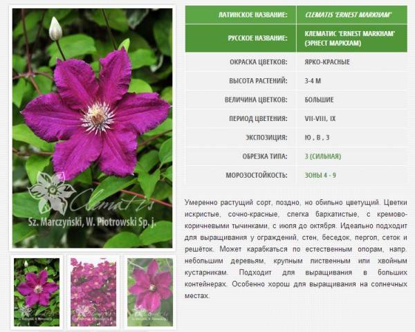 Гибридный крупноцветковый клематис кайзер: описание сорта, фото