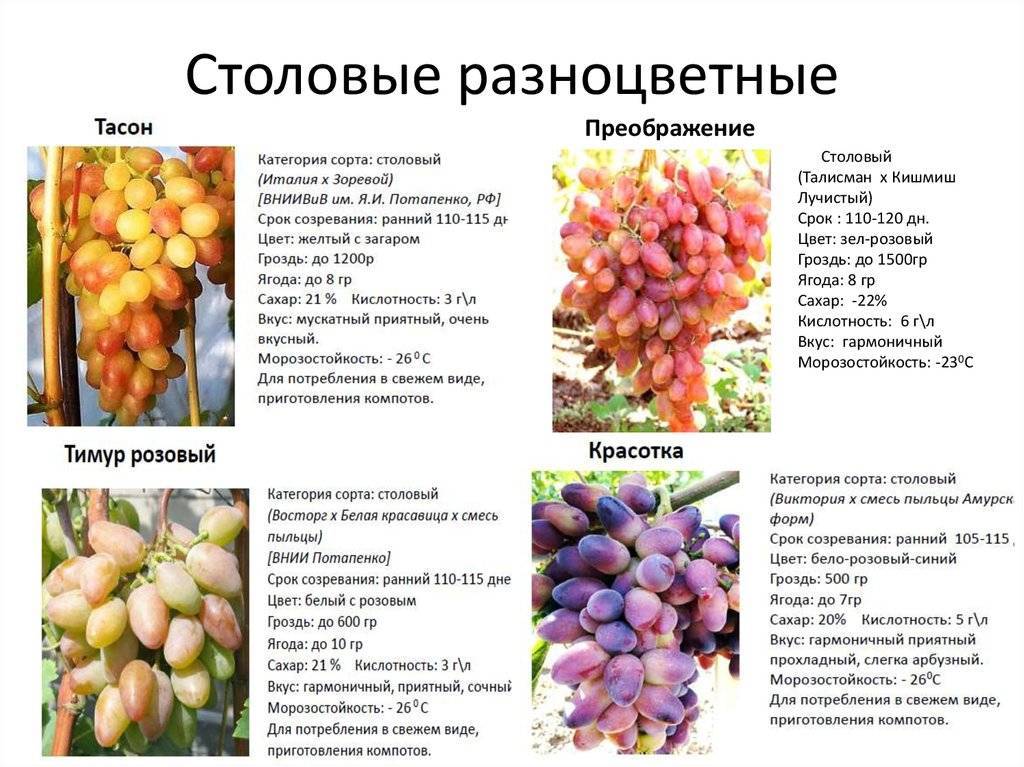 ✅ морозостойкие сорта винограда: самые зимостойкие неукрывные сорта
