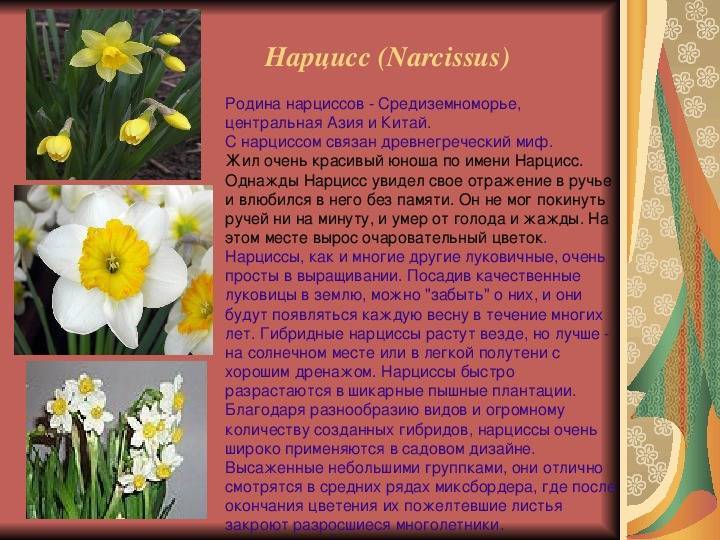 Нарцисс (narcissus). описание, виды и уход за нарциссом - флористика на "добро есть!"