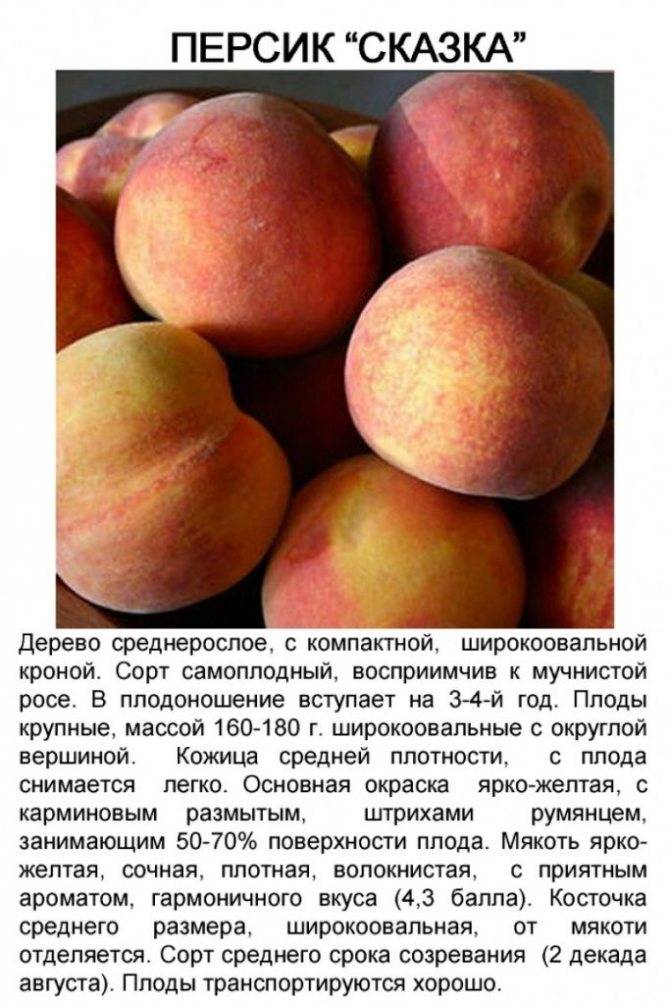 Персик золотой юбилей: описание и характеристика сорта, выращивание и уход, урожайность, фото, отзывы