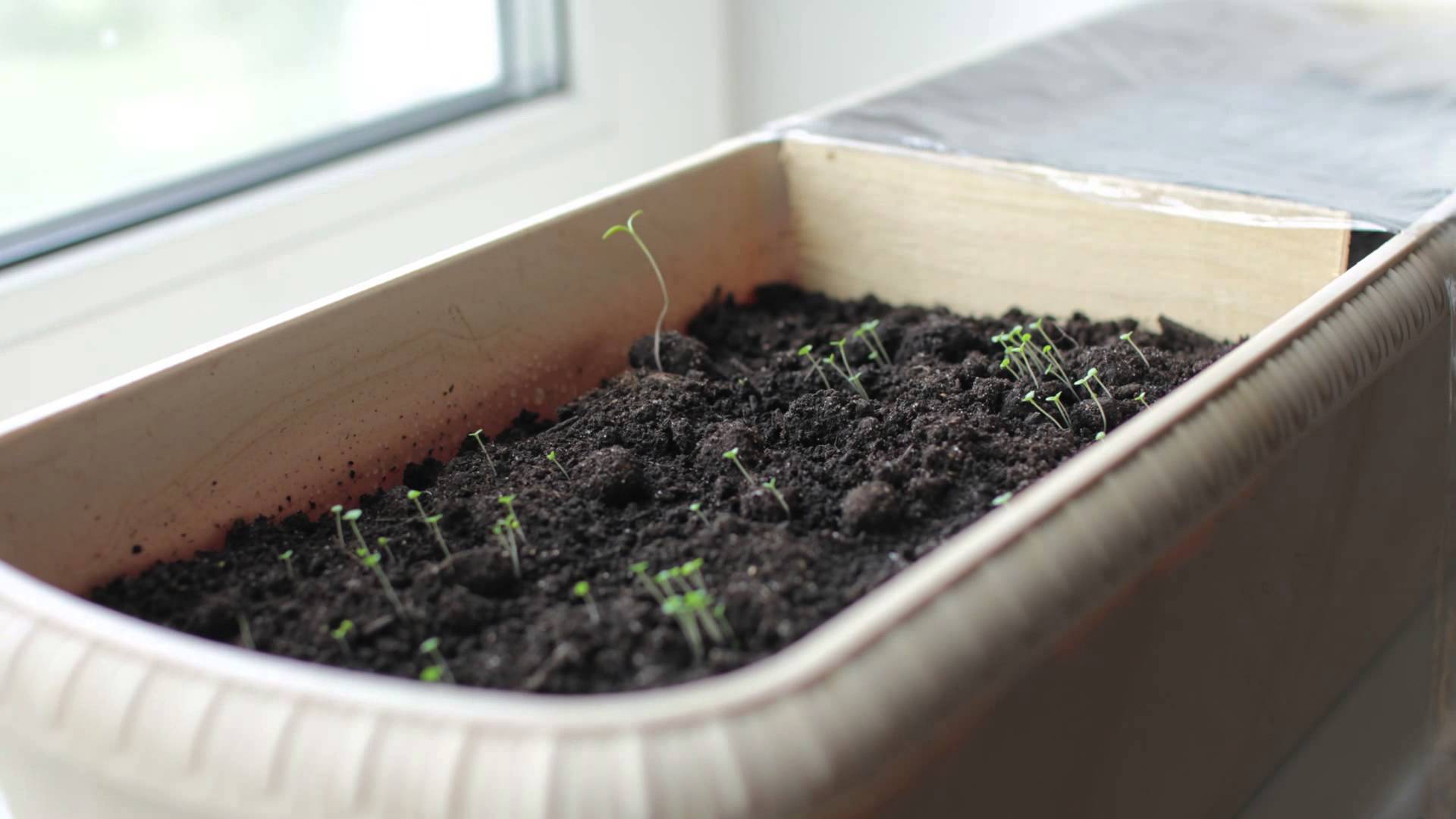 Как выращиванть растение тимьян в квартире и в саду