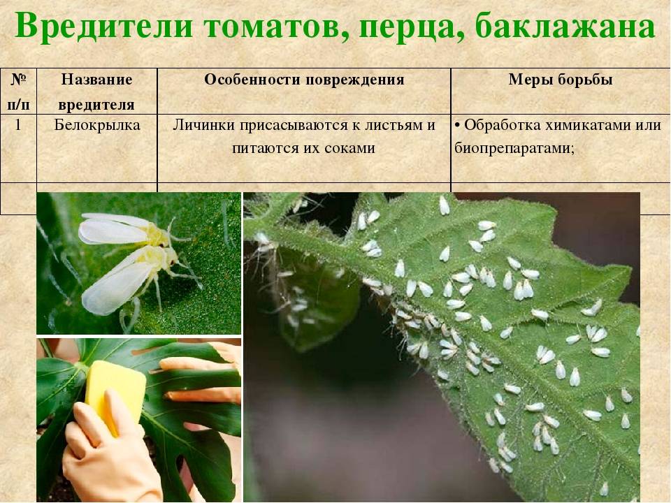 Вредители растений: фото, описание и меры борьбы с ними