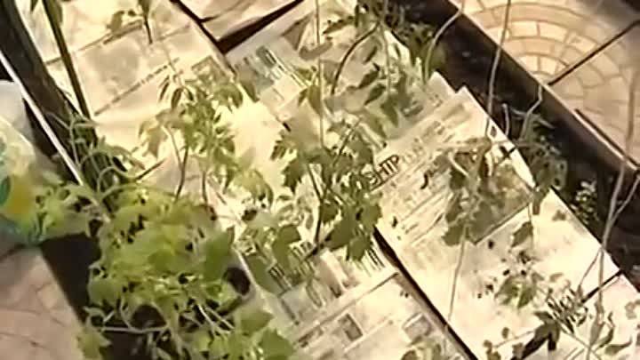 Выращивание рассады томатов в пеленках по методу галины кизимы