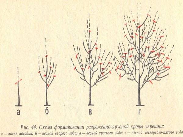 Описание и характеристики сортов колоновидных вишен, посадка и уход, как обрезать
