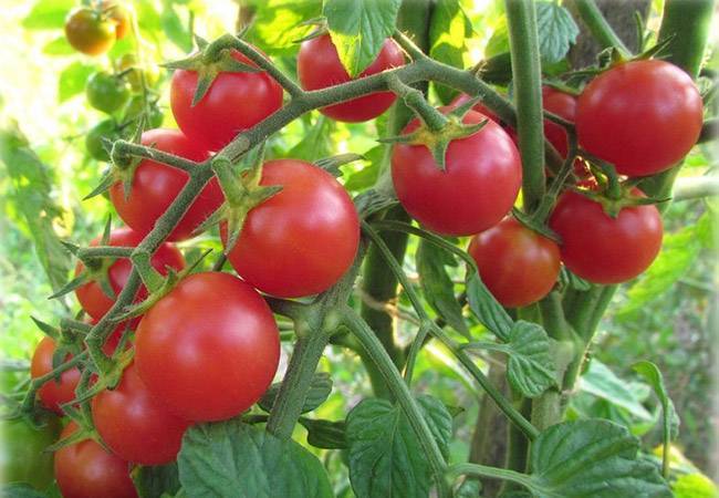 Описание гибридного томата чудо-гроздь f1, выращивание сорта