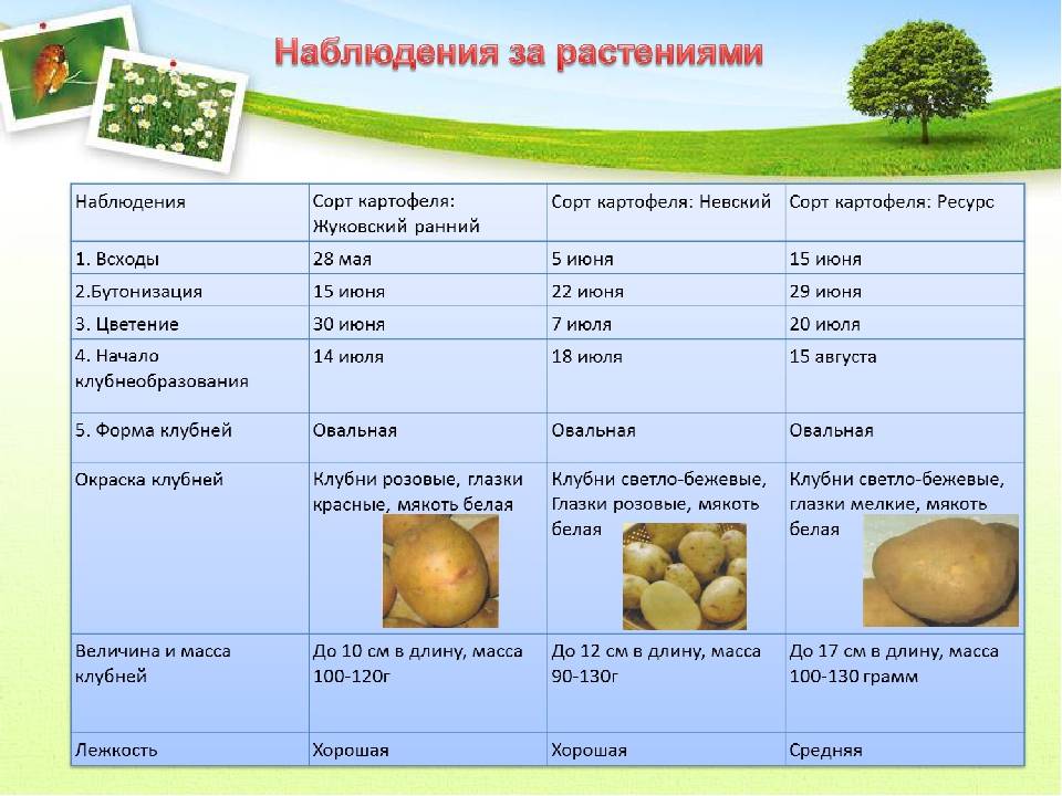 Сколько дней растет картофель от посадки до сбора урожая и особенности сбора