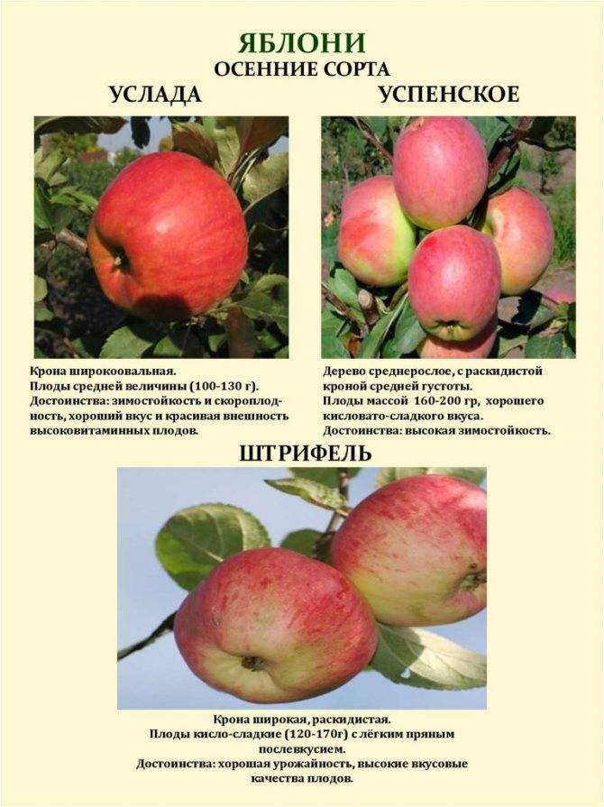 Яблоня коричное полосатое: описание позднего сорта, его главные плюсы и минусы