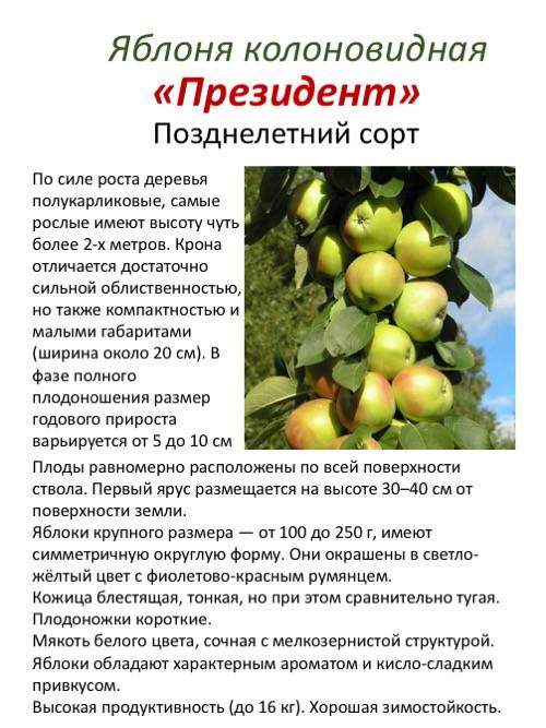 Описание сорта колоновидной яблони президент: фото яблок, важные характеристики, урожайность с дерева