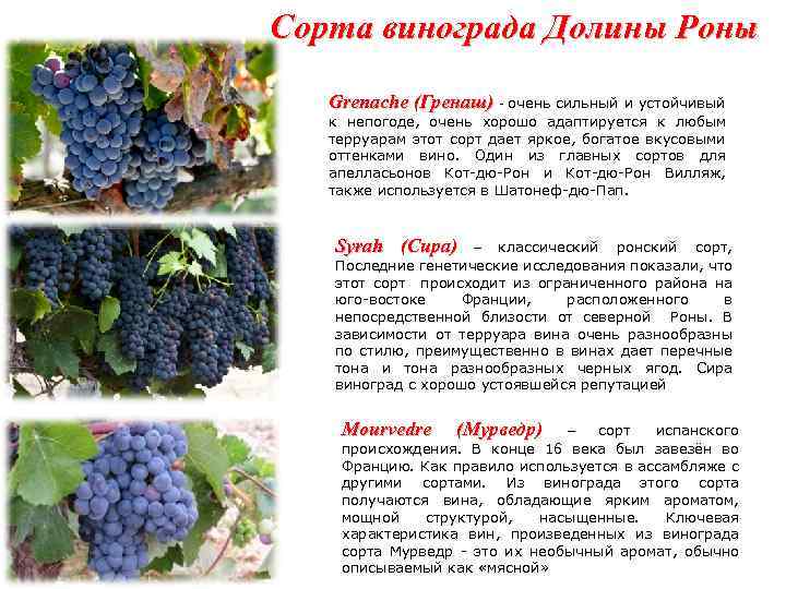 Сорт винограда гарнача: описание и вкус, выращивание и уход с фото