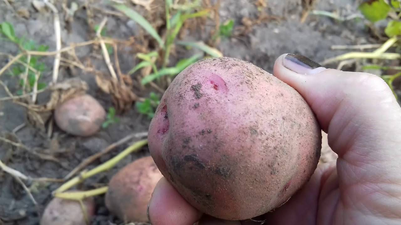Все о вкусном и урожайном сорте картофеля ильинский: описание и фото, выращивание, уход и другие нюансы