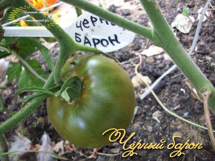 Томат черный барон: характеристика и описание сорта, отзывы об их урожайности помидоров, видео и фото куста
