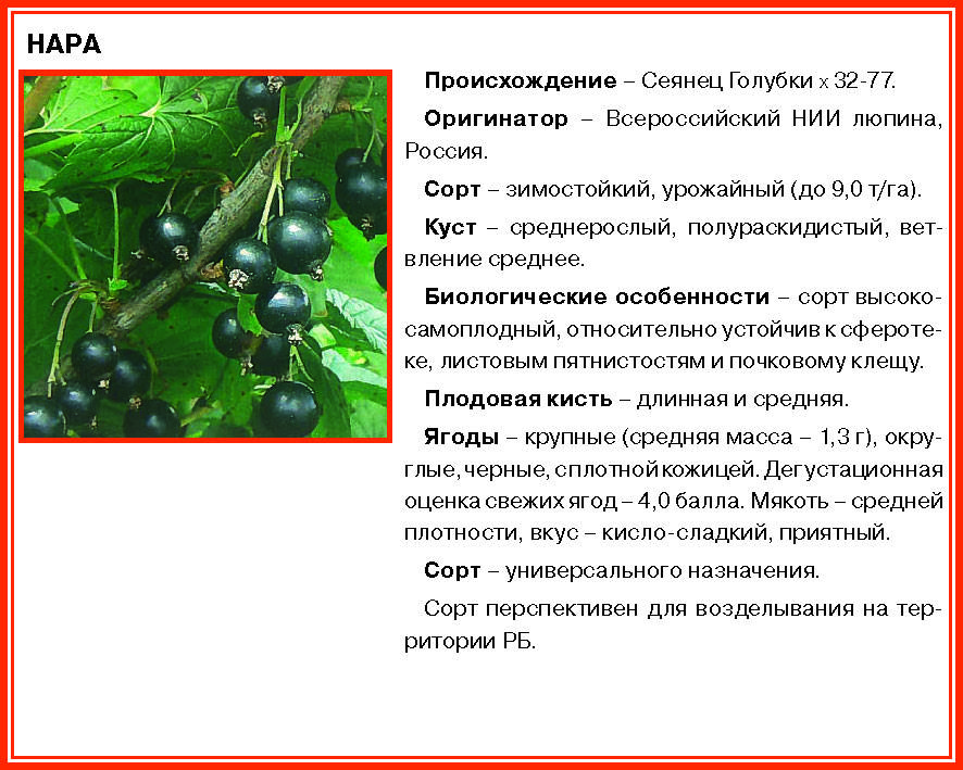 Смородина селеченская 2: описание улучшенного сорта, его достоинства и особенности выращивания