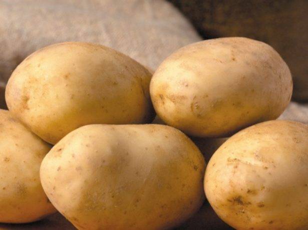 Картофель бриз: характеристика сорта