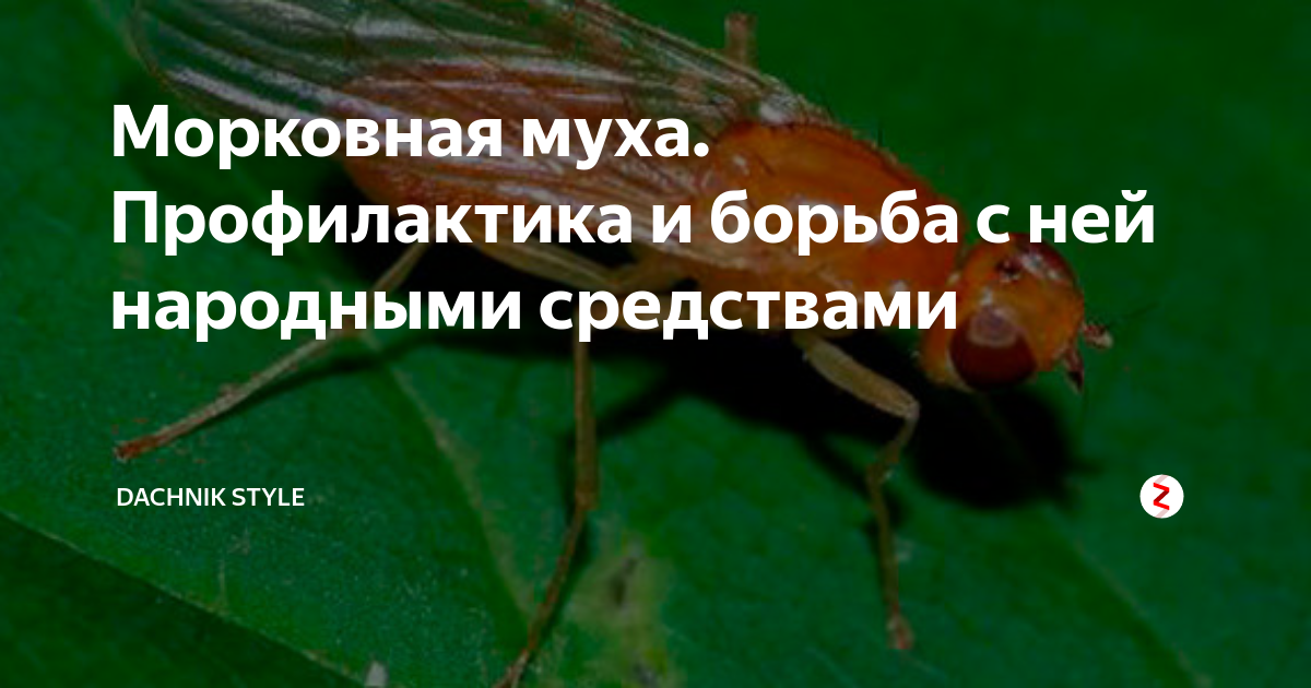 Морковная муха: как с ней бороться на участке