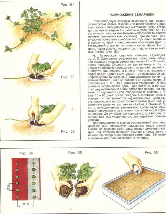 Клубника холидей: описание сорта, условия выращивания, фото, отзывы дачников, вкусовые качества ягод