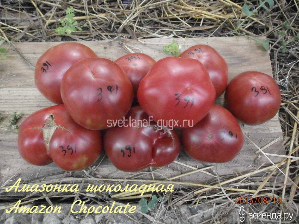 Описание экзотического сорта томата шоколадная амазонка и агротехнические правила выращивания