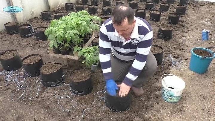 Выращивание помидоров в мешках в открытом грунте и теплице пошагово