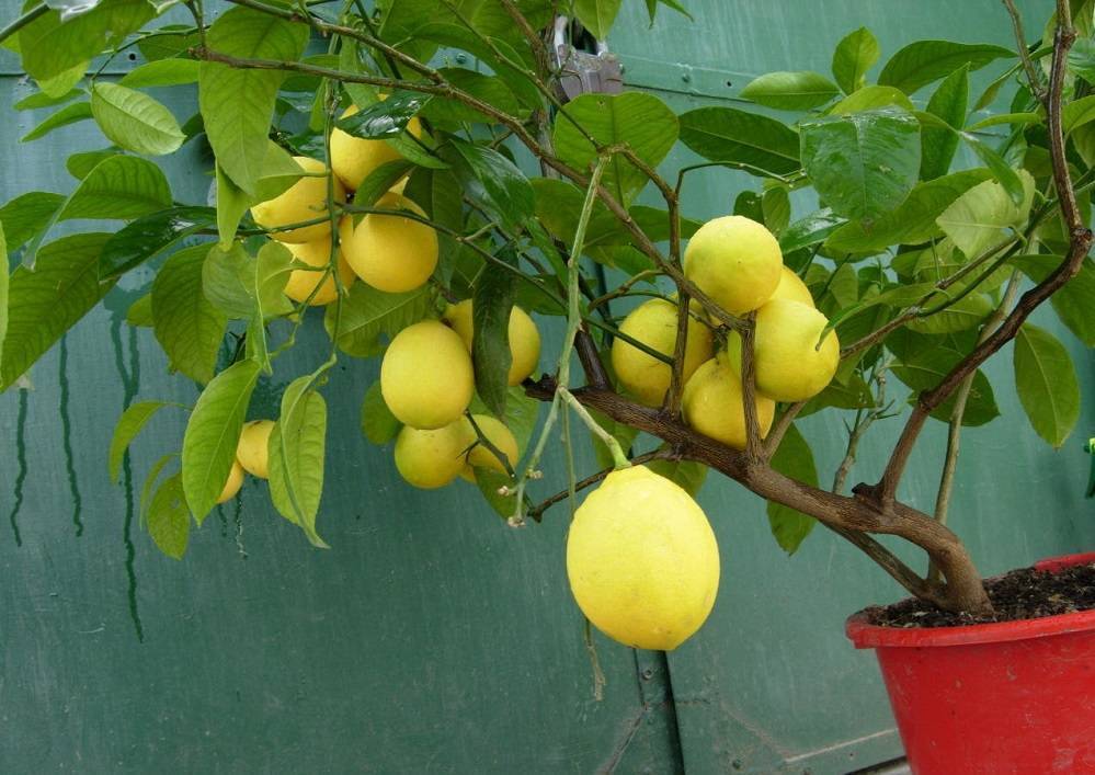 Лимон павловский: уход в домашних условиях, описание сорта