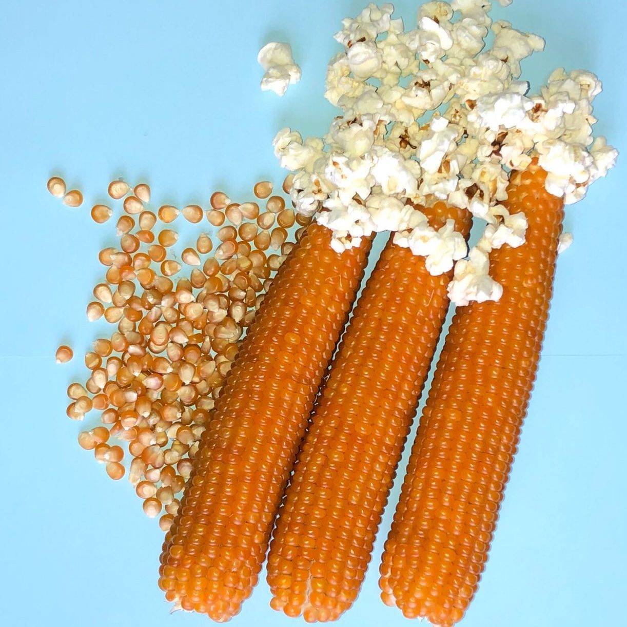 Кукуруза для попкорна: какая нужна, какие кукурузные зерна подходят для этой цели и как получить из них готовый попкорн разными способами