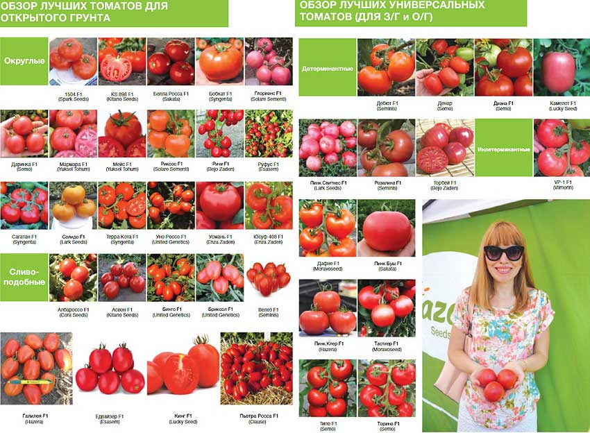 Сорта помидор для витебской области: обзор лучших с фото