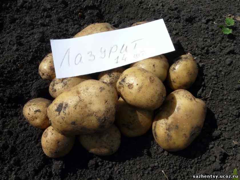 Белорусские сорта картофеля: подборка на основе отзывов