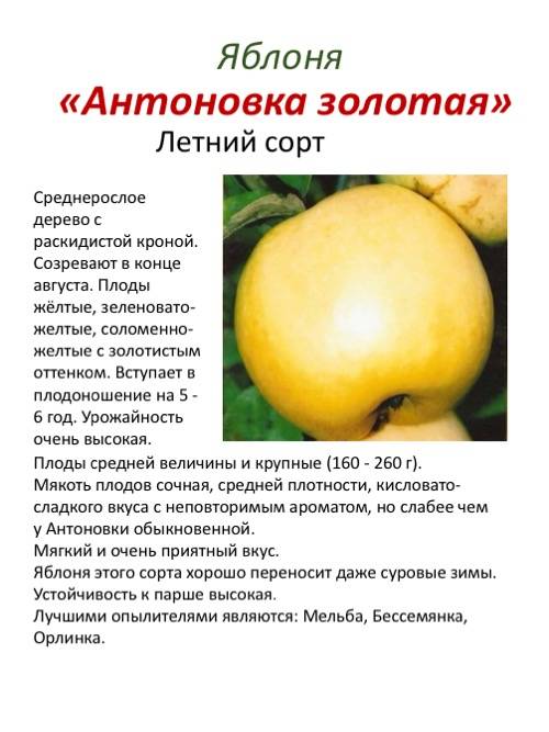 Яблоня аркад сахарный: описание, фото, отзывы