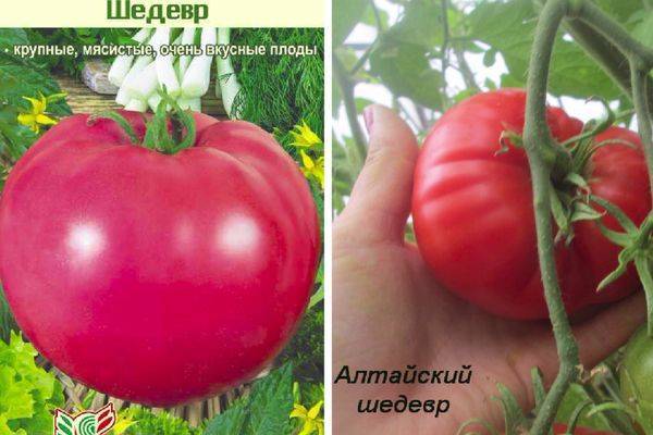 Каталог томатов