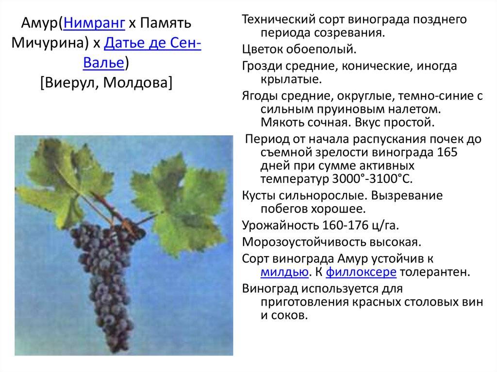 Сорт винограда ливия