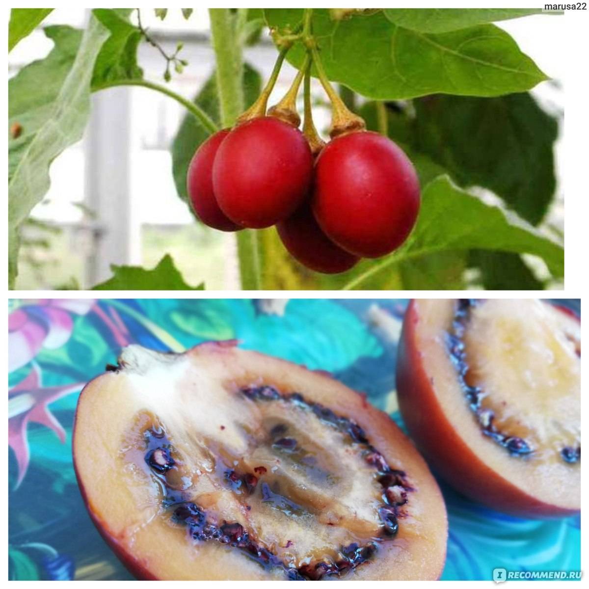 Тамарилло фрукт - выращивание томатного дерева в открытом грунте