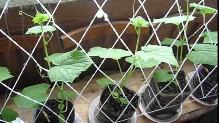 Огурцы на подоконнике выращивание и уход: от выбора сорта до сбора урожая