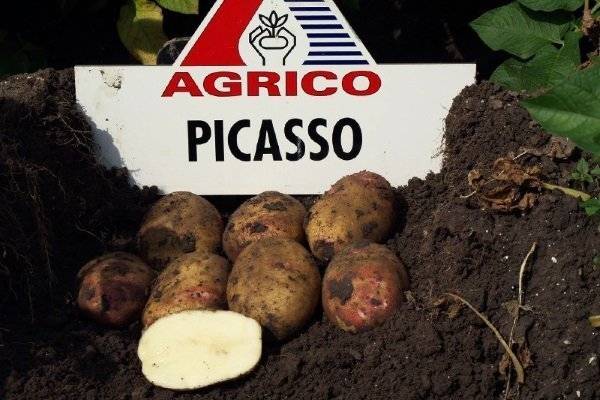 Картофель пикассо: описание с фото и отзывами позднего сорта для хранения, особенности выращивания, вкусовые качества, урожайность