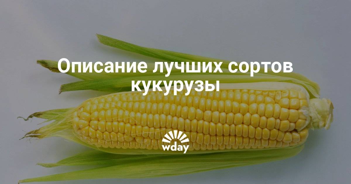 Выращивание экзотических видов и сортов кукурузы — floraprice.ru