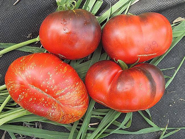Лучшие черные сорта томатов: топ-20 с фото, описаниями и характеристиками