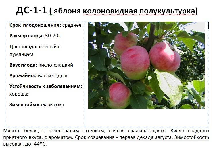Почему не плодоносит яблоня: причины, что делать, как заставить давать урожай каждый год