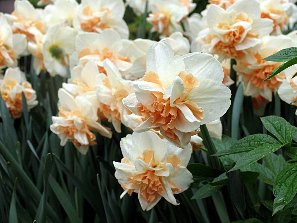 Нарциссы: посадка и уход в открытом грунте, фото, что после цветения