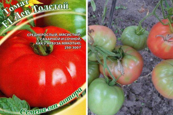Описание, характеристика, посев на рассаду, подкормка, урожайность, фото, видео и самые распространенные болезни томатов сорта «лев толстой f1». | сортовед