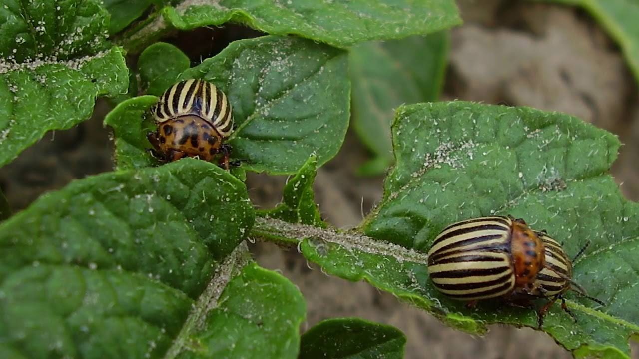 Колорадский жук - описание и методы борьбы с ним