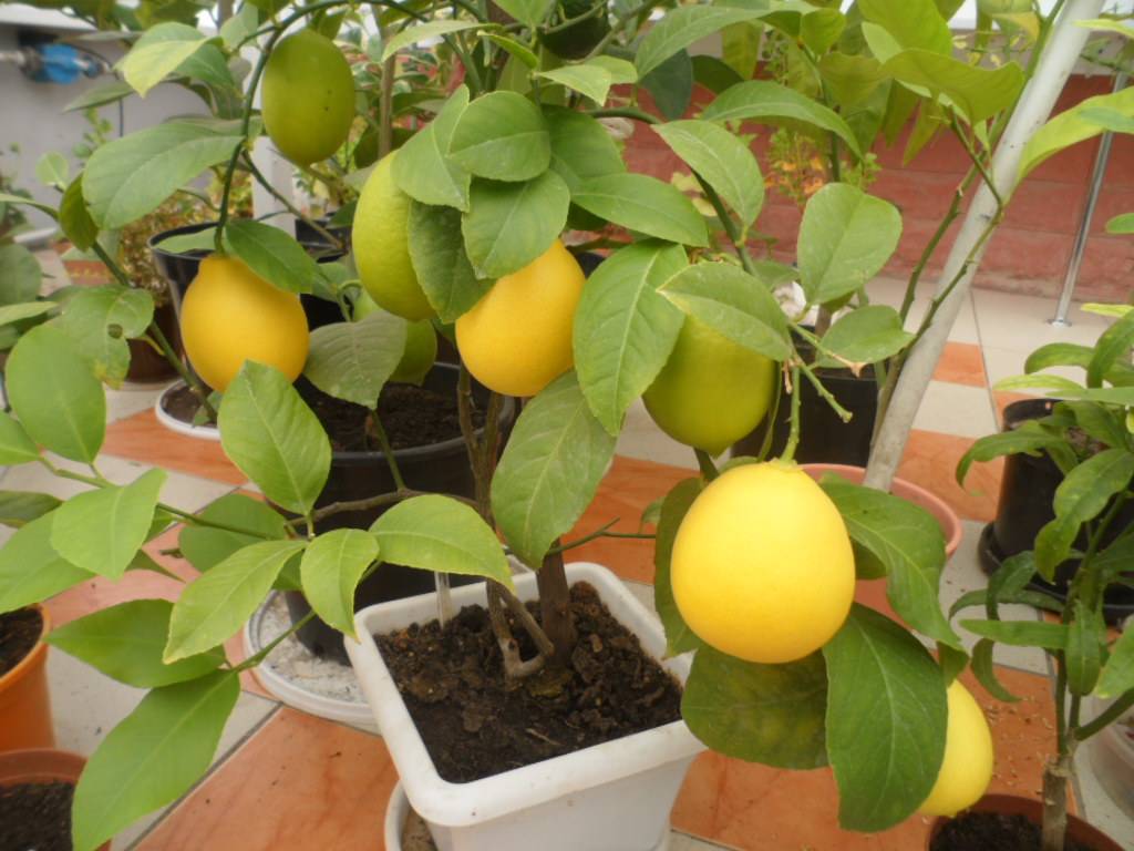 Лимон павловский: описание сорта и уход в домашних условиях