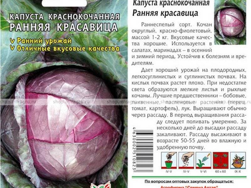 ᐉ краснокочанная капуста: выращивание и уход - zooon.ru