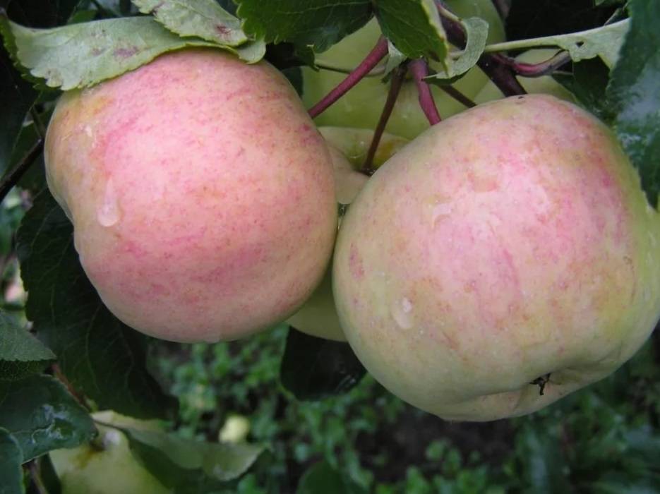 Описание сорта яблони болотовское: фото яблок, важные характеристики, урожайность с дерева