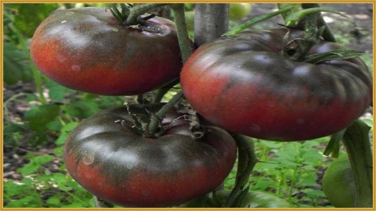 Томат черный барон: характеристика и описание сорта, отзывы об их урожайности помидоров, видео и фото куста | сортовед