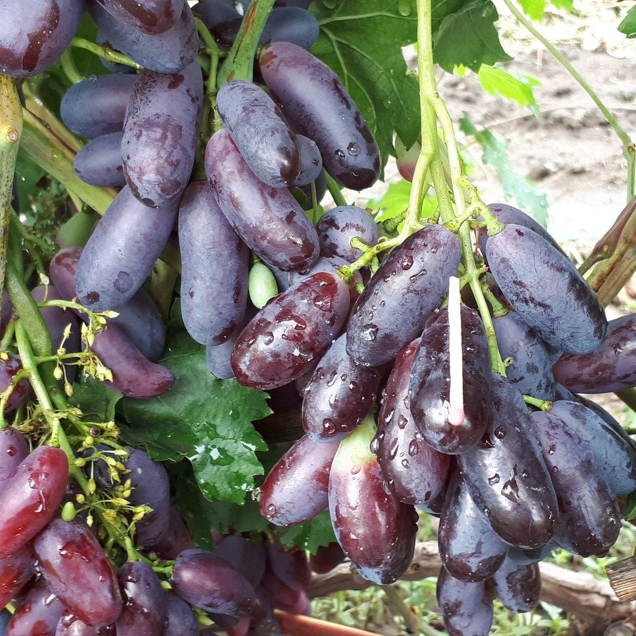 Описание и правила выращивания винограда сорта Ромбик