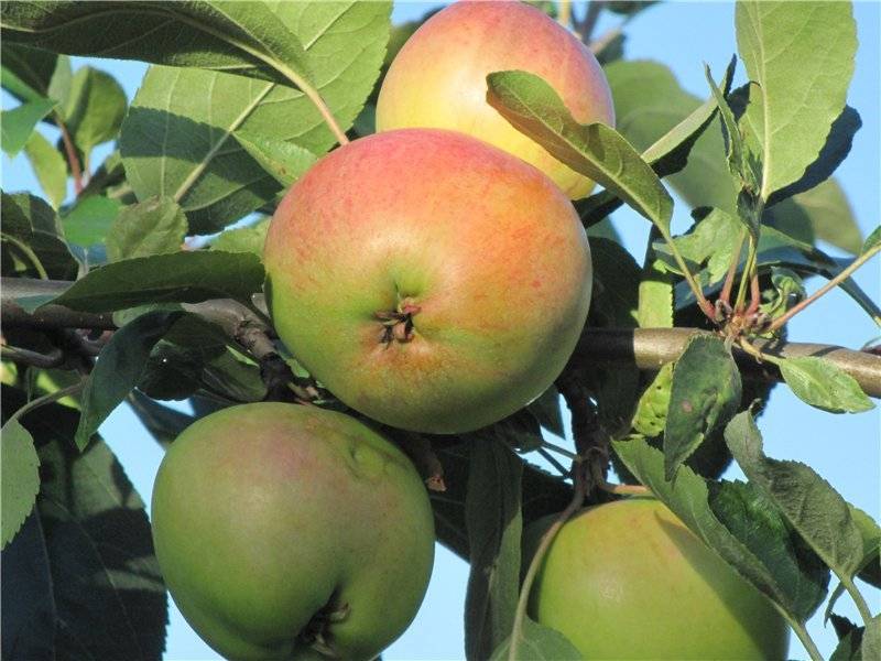 Яблоня горнист: описание сорта и характеристики, посадка, выращивание и уход с фото